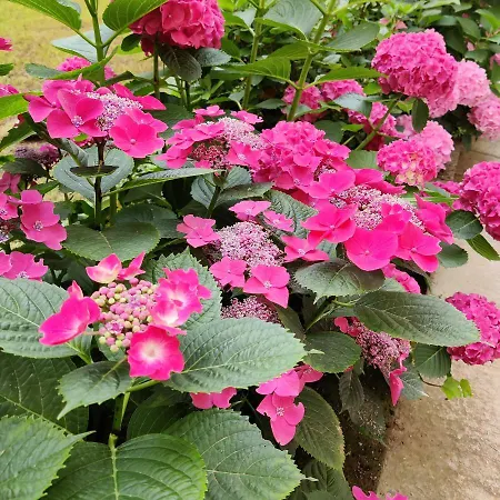 Ma Choupette Torre Pellice