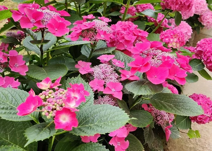 Ma Choupette Torre Pellice